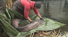 Velké stěhování dvoumetrového sumce: Na pomoc přijel i potápěč