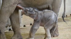 Roztomilé video: Slůně z pražské zoo se poprvé ukázalo veřejnosti