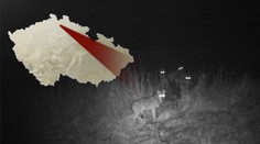 V Česku jsou vlci! Fotopast u Bezdězu zachytila celou smečku