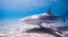 Poplach v turistické destinaci. Ke španělskému letovisku zavítal žralok