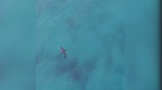 VIDEO: Surfaři měli štěstí! Před žralokem je varoval dron