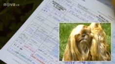Chovatelka prodávala psy s falešným rodokmenem