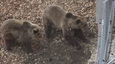 Do Krkonoš se vrátili medvědi. Lidé je uvidí u stezky korunami stromů