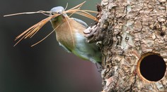 Kvůli teplé zimě zvířata hynou: Přijdeme o netopýry a ptáčata?