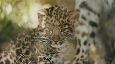 V brněnské zoo se narodila levhartí dvojčata. Pohlaví chovatelé neznají