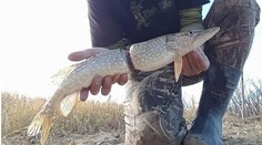 Adama čekal šok! Ulovil štiku, která vyrostla v plastovém odpadu