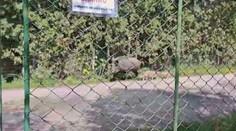 Bachyně z bohnického hřbitova stále neodešla. Podařilo se ji natočit zblízka