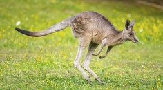 Ošetřovatelku v plzeňské zoo napadl klokan. Skončila v nemocnici