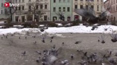 Jihlava bojuje s přemnoženými holuby. Obtěžují obyvatele