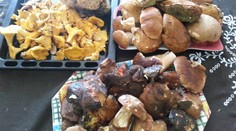 PLNÉ KOŠE HUB! Tohle teď nosíte z českých lesů. GALERIE