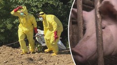 Veterináři varují před africkým morem prasat, objevil se u českých hranic