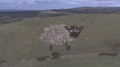 LEGRAČNÍ VIDEO: Živé ovce jako ohňostroj a videohra!