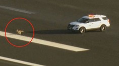Letištní ranvej obsadila divoká šelma. S policisty si hrála "na honěnou"