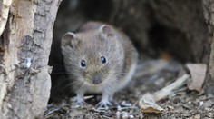 Odborníci objevili nový koronavirus. Narazili na něj u běžných hlodavců