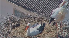 Obrovská tragédie v čapí rodince. Letos jim zemřelo už šest mláďat