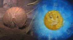 Hit v zoologických zahradách? Zvířata připomínající pokémony