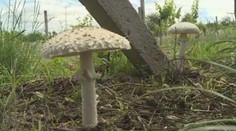 Botanik na Znojemsku objevil jednu z nejvzácnějších hub v Česku
