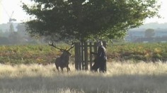 VIDEO: Jelen naháněl zděšeného muže v parku