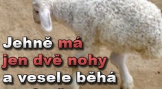 Jehně má jen dvě nohy a vesele běhá po dvoře. Na pekáč nepůjde