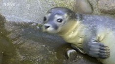 První mládě tuleně u nás najdete v ústecké zoo