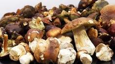 Deštivé počasí pomohlo. V lese už najdete i hřiby, říká mykoložka