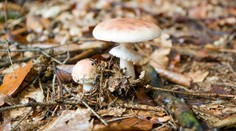 Muchomůrky jsou nejlepší, říká mykolog! Řekl, jak poznat ty jedlé