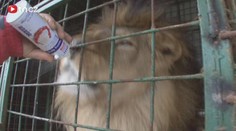 VIDEO: Chová doma tygra i lva. Sousedé už si zvykli