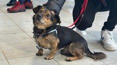 Lidé si kvůli mrazům vzali domů do tepla přes sto psů z útulku v Krakově