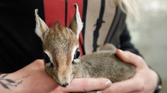 Zahrada ve Dvoře Králové se pyšní přírůstky, narodily se tam miniaturní antilopky