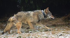 Dobré zprávy z Krušných hor! Vlk Bubla je v pořádku