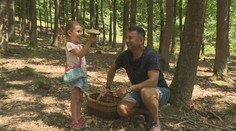 Houbaři mají žně! Kvůli plnému košíku je ale třeba si pořádně přivstat