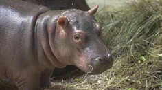 V německé ZOO v Karlsruhe se narodil malý hrošík