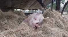 Lidé si oblíbili chov miniprasátek. Ta mohou ale několikanásobně vyrůst