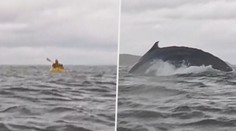 VIDEO: Na tohle nikdy nezapomene. Kajakáře spolkla velryba, jeho otec vše natočil