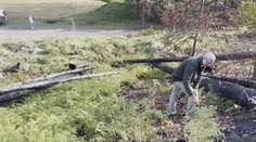 České Švýcarsko se po požáru začíná zelenat. Cestovní ruch se nevzpamatoval