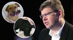 Pospíšil o trestech pro tyrany zvířat: "Mají být souzeni natvrdo."