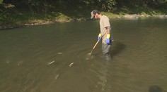 Za otravu Bečvy může společnost Energoaqua. Trest za to ale nedostane