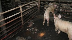 Farmář umořil hlady stovky prasat, dostal 10 měsíců