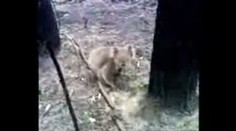 Ohnivé peklo zabilo téměř 200 lidí, hasič zachránil koalu. VIDEO