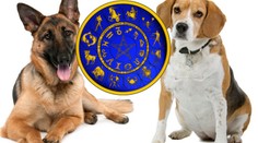 VELKÝ PSÍ HOROSKOP: Co letos čeká vašeho čtyřnohého mazlíčka?