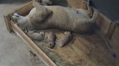 Lvice Khalila porodila ve Dvoře tři mláďata. Stará se ukázkově. VIDEO
