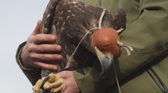 Ošetřovatelé zachránili vzácného orla. Kvůli smrtelné nemoci nemohl lovit
