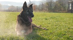 Celý život strávili ve službách policie. Po 10 letech jdou tito psi do důchodu