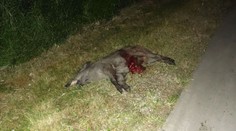 Motorkáři vběhl do cesty divočák, mašina po pádu vzplála