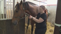 Čeští vědci vynalezli unikátní krmivo pro koně, obsahuje ostropestřec