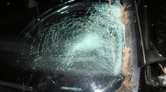 Řidičce na Českolipsku přistál na autě jelen. Parohy zaútočil na přední sklo