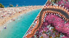 Chorvatsko dál děsí ohniví červi! Místní se jich bojí, turisté nic neřeší