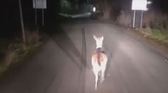 Daněk sportovec si vystřelil z řidiče! Video se stalo hitem internetu