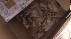 Žena chtěla zachránit slepice z klecí. Při nevhodné přepravě skoro všechny zahynuly
