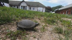 Zoologové řeší záhadu. V Jizerských horách se objevil tvor, který tam žít nemůže